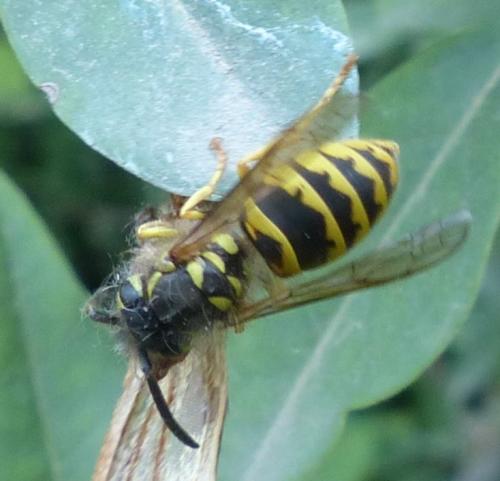 Vespula vulgaris